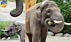 Київські слони вітамінізуються херсонськими кавунами