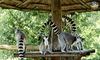 Лемури київського зоопарку повернулися на «мавпячий острів»