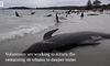 На берег Австралії викинулися понад сто чорних дельфінів