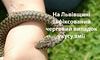 На Львівщині 14-річну дівчинку госпіталізували через укус змії