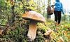 На Львівщині чоловік помер від отруєння грибами