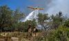 У Греції розбився літак: він гасив лісові пожежі, які виникли через температурний рекорд