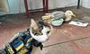 Фронтовий кіт Шайба допоміг врятувати мартина