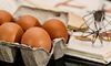 Антимонопольний комітет досліджує причини різке підвищення цін на яйця