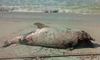 Через бойові дії у Чорному морі гинуть дельфіни, — природоохоронці