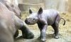 Рідкісні носороги почали множитися у неволі