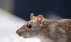 Дослідження вчених: щурі Нью-Йорку є переносниками COVID-19