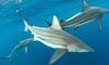 На Карибах — акули «під кайфом»