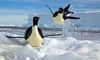 Українські полярники показали, як пінгвіни влаштували «гойдалку» в Антарктиці