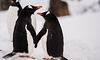 Станція Вернадського показали фото закоханих пінгвінів