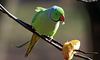 У Чернівцях з’явилися великі зелені папуги: чому вони можуть стати загрозою