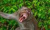 Дослідники знайшли рештки невідомого виду мавп
