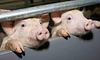 У Києві зафіксували спалах африканської чуми свиней