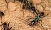 Африканські мурахи здатні виділяти антибіотики: дослідження