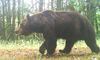 У Чорнобильському заповіднику побачили бурого ведмедя