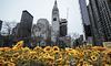 Соняшники до Дня Соборності: у Нью-Йорку встановили патріотичну інсталяцію
