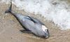 У Чорному морі за минулий місяць загинули 130 дельфінів