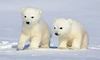 Популяція білих ведмедів у Канаді різко скоротилася