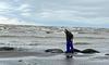 На узбережжі Каспійського моря знайшли вже 2500 загиблих тюленів