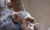 Мавпа втекла з харківського зоопарку і прогуляється містом
