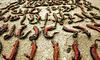 Внаслідок підриву Каховської ГЕС загинуло 149 червонокнижних тритонів, деяких вдалось врятувати