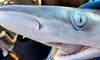 Науковці виловили «кокаїнових» акул