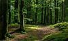 У лісах України заборонили садити деякі види дерев
