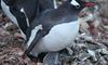 Гойдалка для пінгвінів: українські полярники зняли відео, як пінгвіни гойдаються на айсбергу