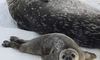 Біля станції «Академік Вернадський» народились перші тюленятка