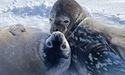 Мирко та Мрія: українські полярники показали, як підросли маленькі тюлені (ФОТО)