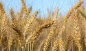 У світі різко подорожчала пшениця, — ЗМІ