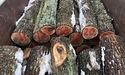 Незаконна вирубка лісу: на Львівщині судитимуть організатора злочинної групи