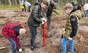 В Україні висадили мільйон дерев життя. На Львівщині - три тисячі саджанців дуба, сосни, модрини…