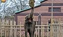 Київський зоопарк запрошує киян та гостей міста подивитись на частування слона