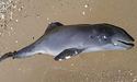 У Чорному морі впродовж війни загинули щонайменше три тисячі дельфінів