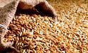 В Індії заборонили вивозити пшеницю