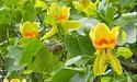 Тюльпани цвітуть духмяно-духмяно… На дереві графського парку