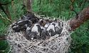 У Шацьку виявили гнізда чорного лелеки
