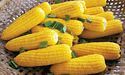 Кукурудза— золоте зерно здоров’я