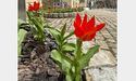 У Львові зацвіли нідерландські тюльпани