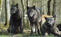 У карпатських селах вовки полюють на собак