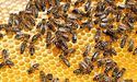 На Львівщині зафіксували масову загибель бджіл