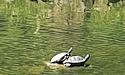В озері у Стрийському парку — черепахи