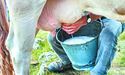 “Якщо корову в брудній стайні доять у брудне відро брудними руками... Таке молоко ніколи не буде якісним”