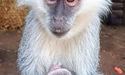 В Одеському зоопарку зелена мавпа показала відвідувачам свого малюка