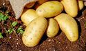 Молода картопля — за 40 днів