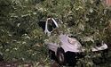 У Самборі дерево впало на авто із людьми (ФОТО)
