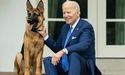 Собаку Байдена «депортували» з Білого дому