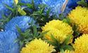 Через аватарку з жовто-синіми квітами: у москві допитали школярку