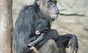 За малюком рідкісного шимпанзе доглядає все стадо